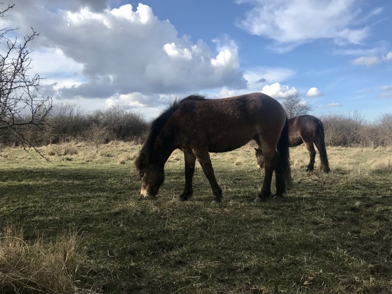 Everything is connected Exmoor_Ponies_on_Amager_Fëlled_dxld12