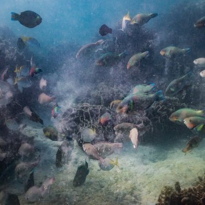A school of herbivorous fish, mostly parrotfishes, graze and clean the reef in the South Sea Reef Rehab coral garden, a marine protected area in San Vicente. As they scrape up algae, they also ingest coral and rock, which they later deposit as sand. Palawan, 2018